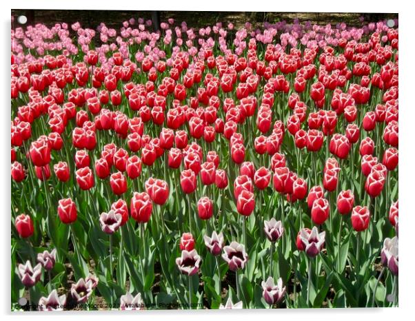 Colourful tulips Acrylic by Stephanie Moore