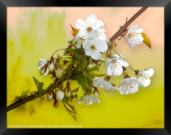 Wild Cherry Blossom Cluster Framed Print by Jane McIlroy