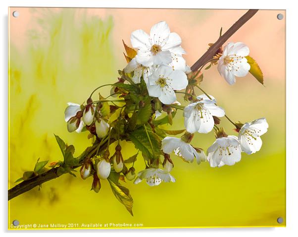 Wild Cherry Blossom Cluster Acrylic by Jane McIlroy