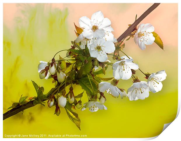 Wild Cherry Blossom Cluster Print by Jane McIlroy