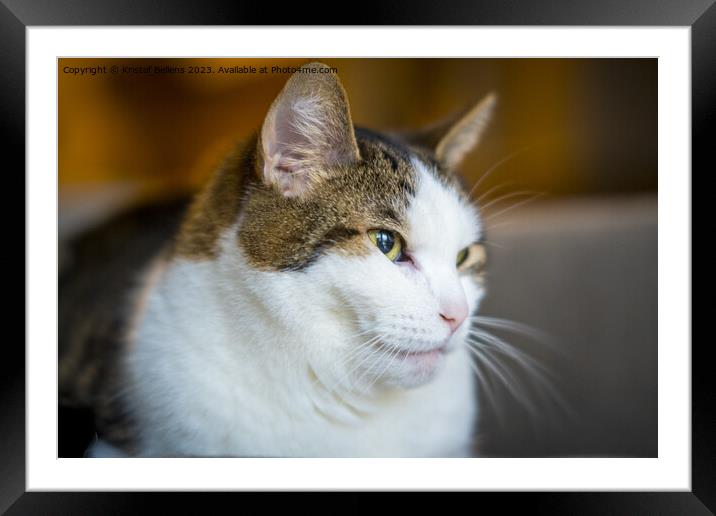 close-up shot of a cat, domestic pet Framed Mounted Print by Kristof Bellens