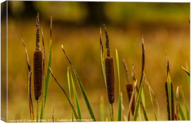 Bulrushes  Canvas Print by Darren Wilkes