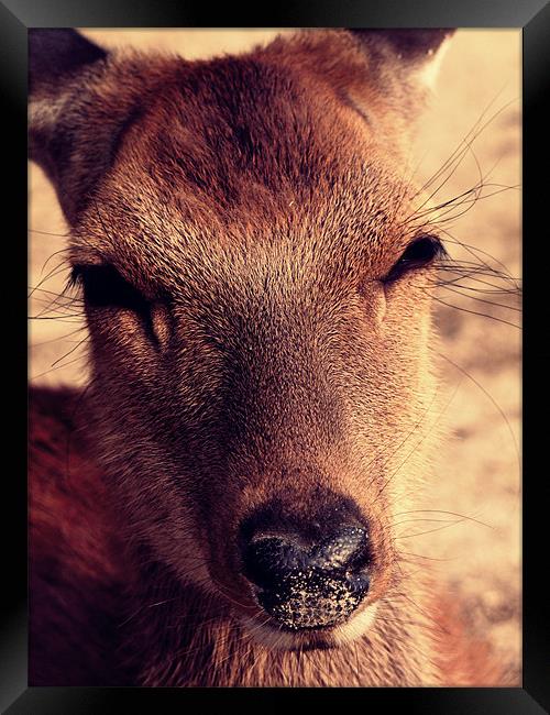 Deer approaching the camera Framed Print by Zsolt Lokodi