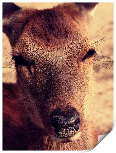 Deer approaching the camera Print by Zsolt Lokodi