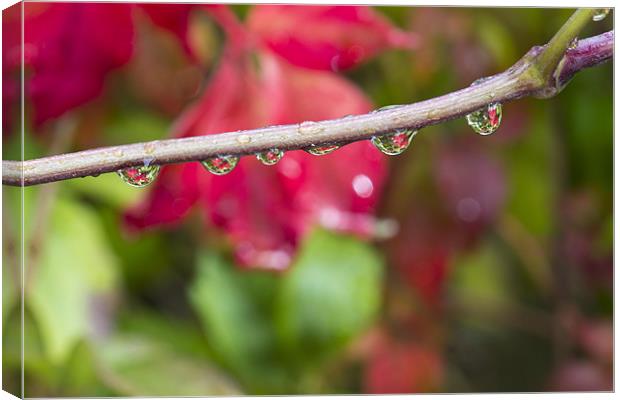 Autumn Droplets Canvas Print by Rick Parrott