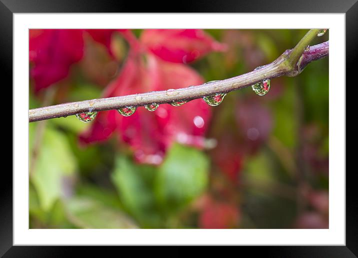 Autumn Droplets Framed Mounted Print by Rick Parrott