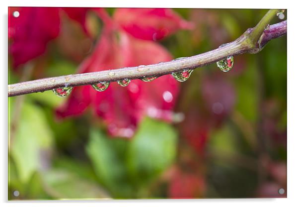Autumn Droplets Acrylic by Rick Parrott