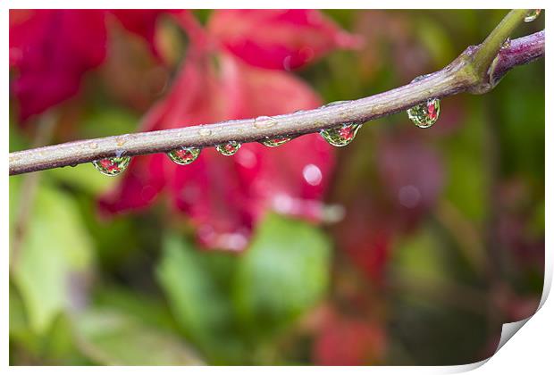 Autumn Droplets Print by Rick Parrott