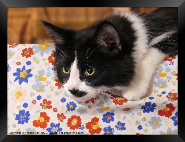 Tuxedo Cat Framed Print by Frankie Cat