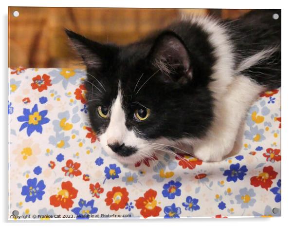 Tuxedo Cat Acrylic by Frankie Cat