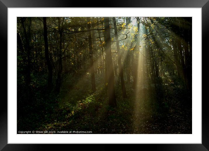 Misty Sun Beams Shine Through Trees in Harrogate's Pinewoods. Framed Mounted Print by Steve Gill