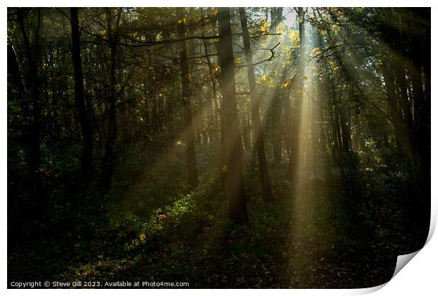 Misty Sun Beams Shine Through Trees in Harrogate's Pinewoods. Print by Steve Gill