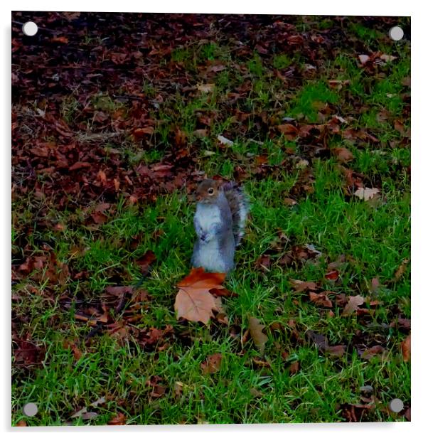 Squirrel Acrylic by Rachael Smith
