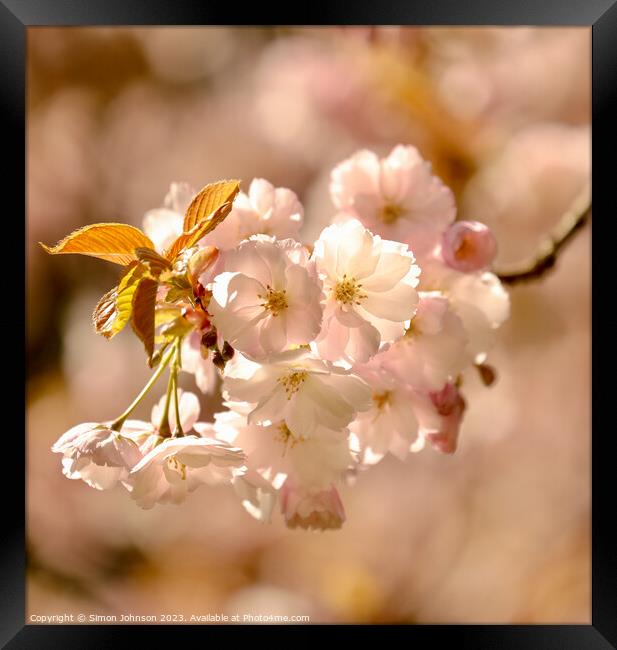 spring Blossom Framed Print by Simon Johnson