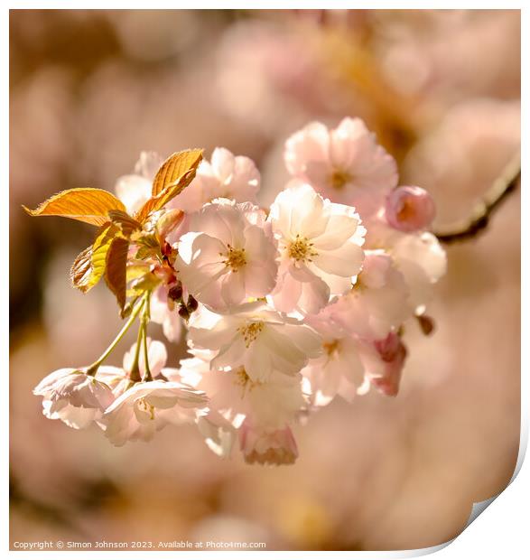 spring Blossom Print by Simon Johnson