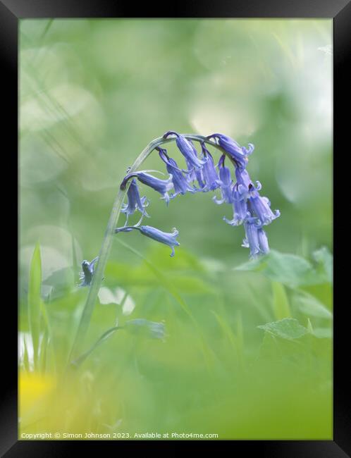 A close up of a  Blueberll flower Framed Print by Simon Johnson