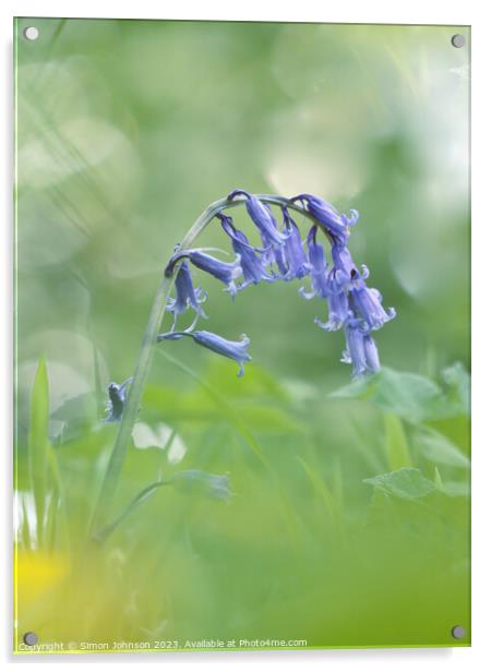 A close up of a  Blueberll flower Acrylic by Simon Johnson