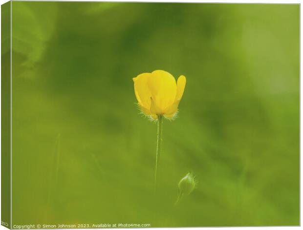  buttercup flower Canvas Print by Simon Johnson