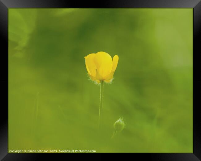  buttercup flower Framed Print by Simon Johnson