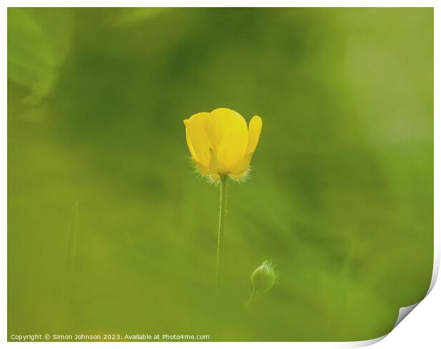  buttercup flower Print by Simon Johnson