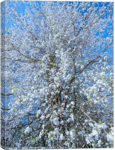 Spring Blossom  Canvas Print by Simon Johnson