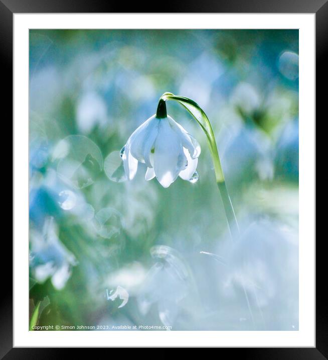 Snowdrop  Framed Mounted Print by Simon Johnson