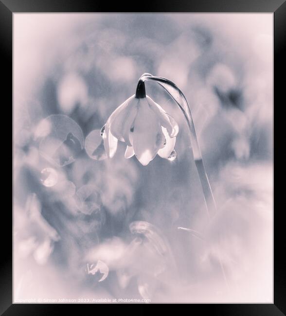 Snowdrop  Framed Print by Simon Johnson