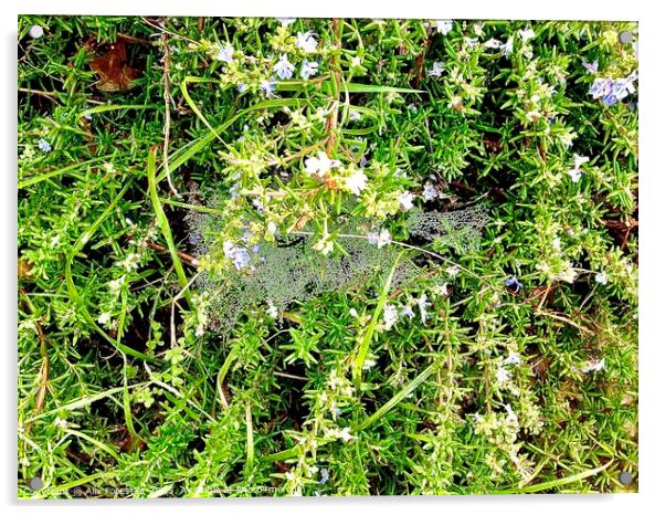 Dewy Cobweb on a Rosemary Bush Acrylic by Alix Forestier