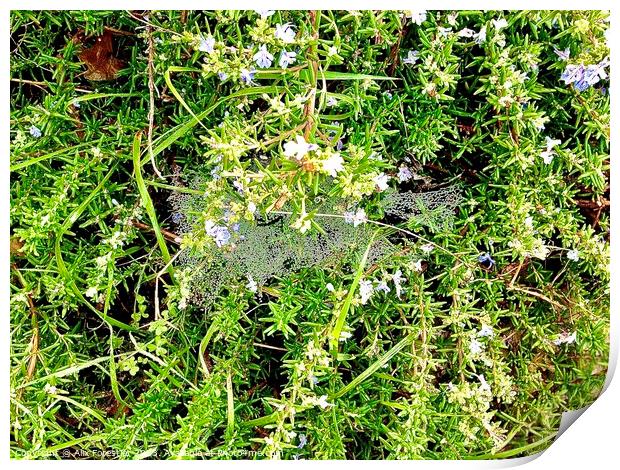 Dewy Cobweb on a Rosemary Bush Print by Alix Forestier