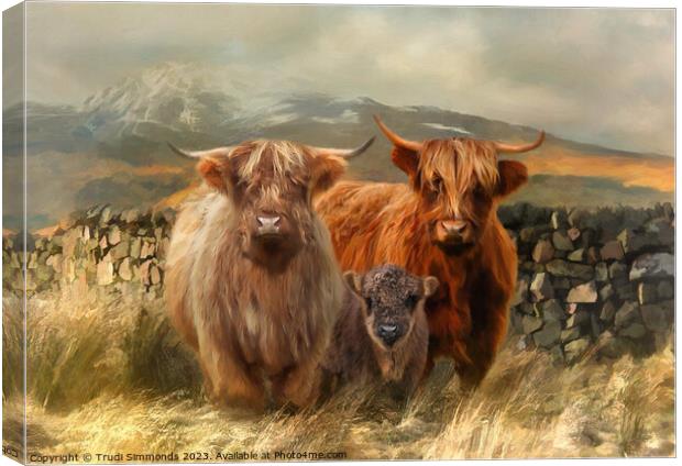 Hairy Coo's Canvas Print by Trudi Simmonds