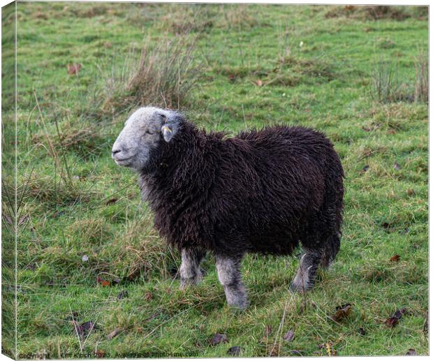 Majestic Herdwick Sheep Grazing in Lake District Canvas Print by Cliff Kinch