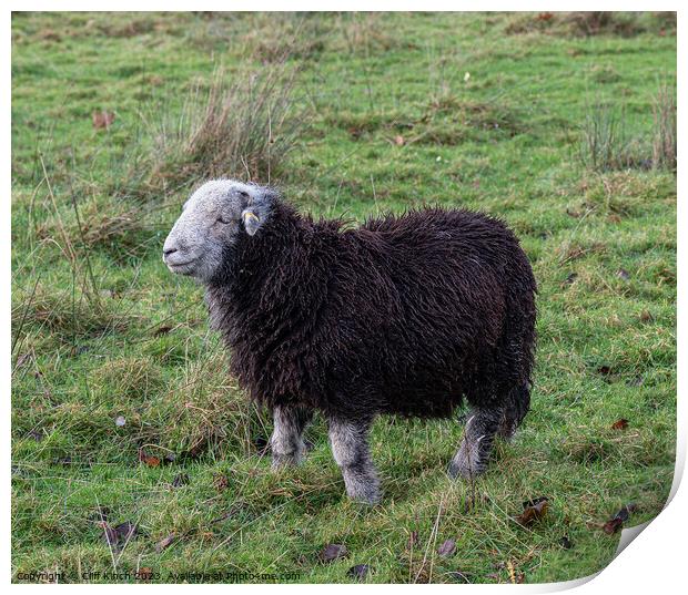 Majestic Herdwick Sheep Grazing in Lake District Print by Cliff Kinch