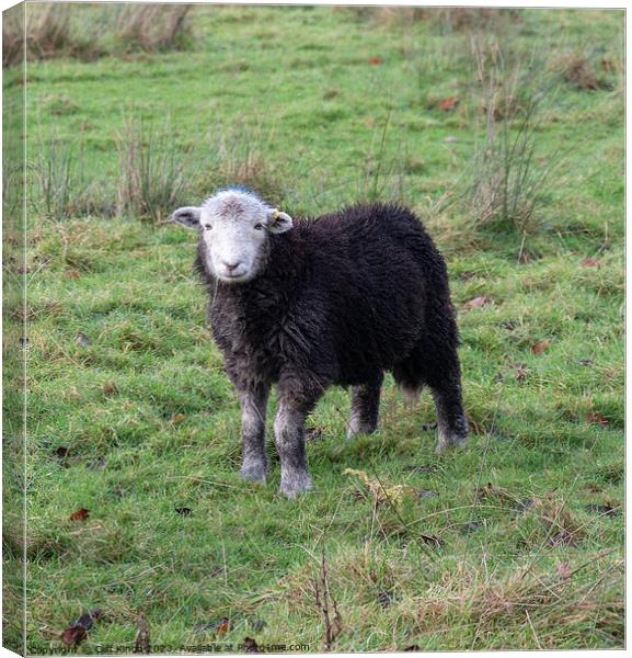 Curious Lakes Herdy Canvas Print by Cliff Kinch