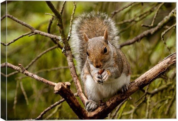Young squirrel eating a nut Canvas Print by Sally Wallis