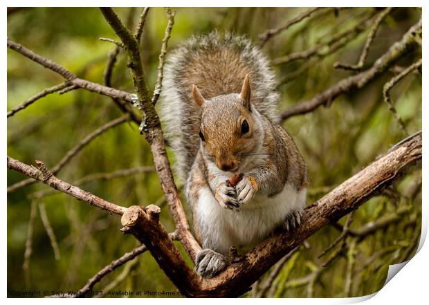 Young squirrel eating a nut Print by Sally Wallis
