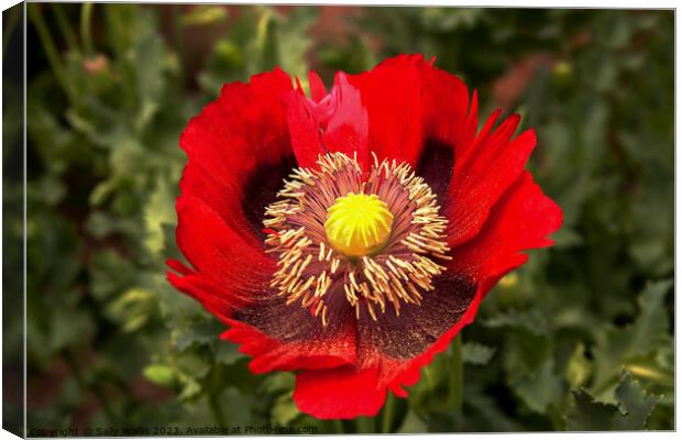 Red ragged poppy with pollen from its stamens sprinkled on the lower petals Canvas Print by Sally Wallis