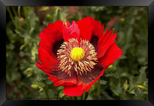 Red ragged poppy with pollen from its stamens sprinkled on the lower petals Framed Print by Sally Wallis