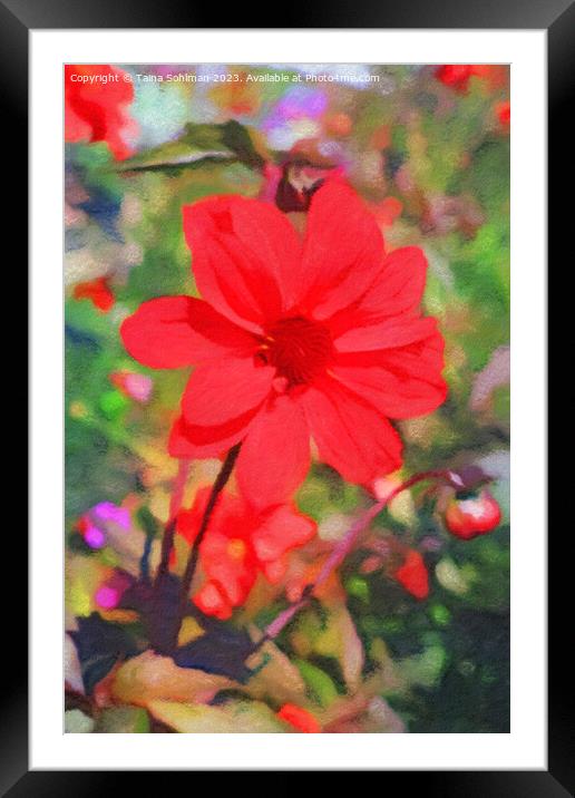 Red Dahlia Framed Mounted Print by Taina Sohlman