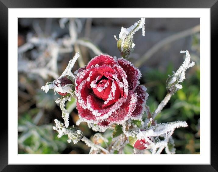 Winter Rose Framed Mounted Print by Mervyn Tyndall