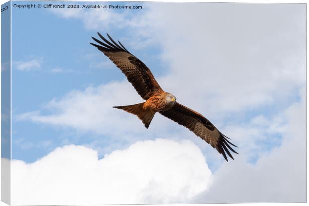 Red Kite in Flight Canvas Print by Cliff Kinch