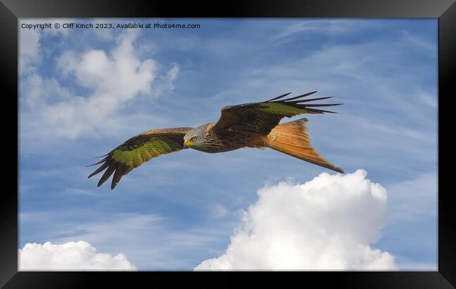 Red Kite in flight Framed Print by Cliff Kinch