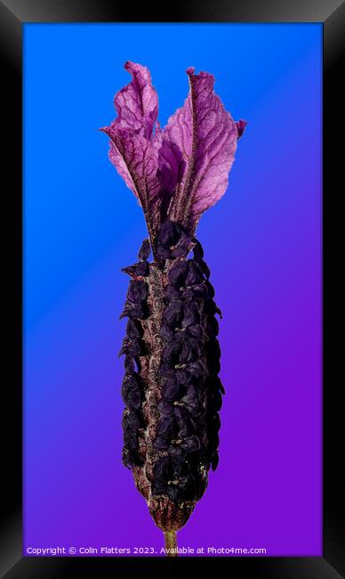 Others Lavendar on Blue/Purple background  Framed Print by Colin Flatters