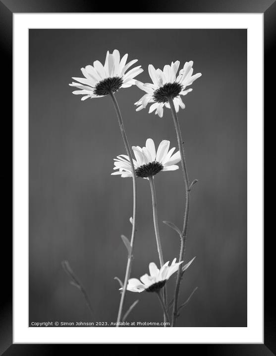 Four Daisy flowers monochrome  Framed Mounted Print by Simon Johnson