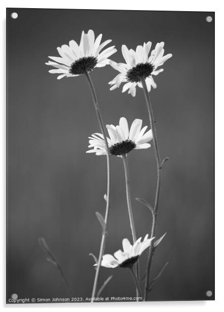Four Daisy flowers monochrome  Acrylic by Simon Johnson
