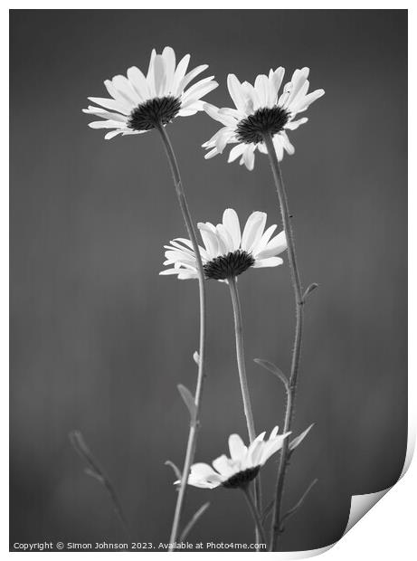 Four Daisy flowers monochrome  Print by Simon Johnson