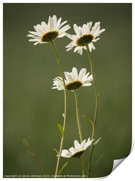 Four Daisys Print by Simon Johnson