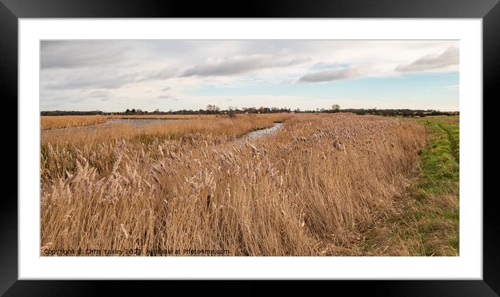 Golden reedbeds  Framed Mounted Print by Chris Yaxley