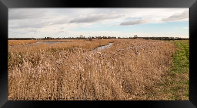 Golden reedbeds  Framed Print by Chris Yaxley
