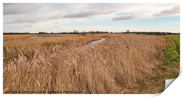 Golden reedbeds  Print by Chris Yaxley