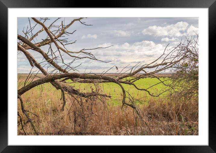 Tree branch Framed Mounted Print by Chris Yaxley